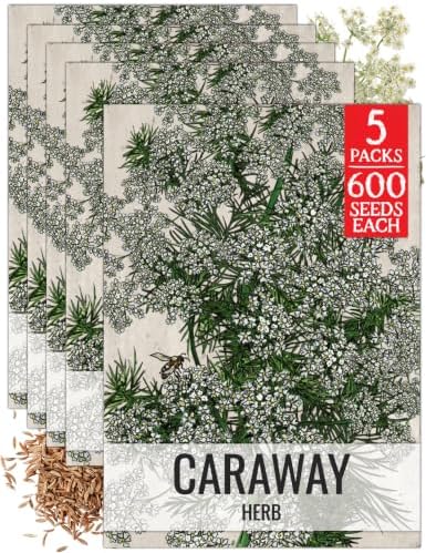 Seed Needs Caraway Seeds to Plant an Herb Garden - 5 Packs by SeedNeeds