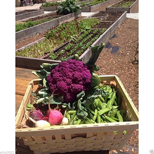 Cauliflower Seeds - Graffiti Cauliflower - Flashy Purple Heads. 20 Seeds ! - Image 2