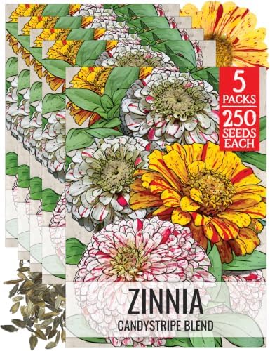 Seed Needs Candystripe Zinnia Seeds to Plant Cut Flowers - 5 Packs by SeedNeeds