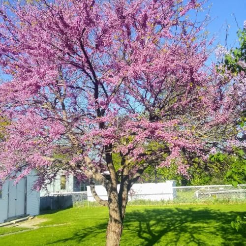 Live Eastern Redbud Tree for Planting, 6-10 Inch Tall in Quart Pot, Beautiful Ornamental Redbud for Home, Garden, Yard & Outdoor Landscaping, Low-Maintenance, Easy-Grow Starter Plant - Image 4