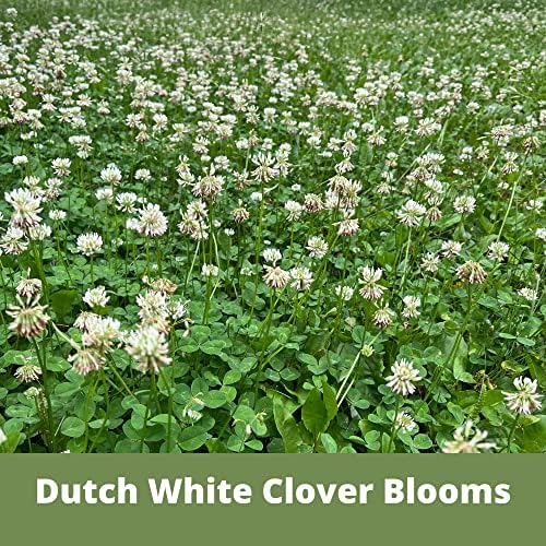 White Dutch Clover Seed, 1 Lb, Organic Coated, Natural Lawn, Ground Cover, Hunting Food Plot, Covers up to 3,600 Sqft - Image 4