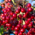 Red Chokeberry Plant Live, Outdoor Berry Bush, 8-12 Inch Tall by PlantsSeedsBulbs