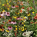 Eden Brothers Native Eastern Xeriscape Flower Seed Mix, 1/4lb,16 Drought Tolerant Wild Flower Seed Varieties,100% Pure No Fillers,Native Seeds for Planting Outdoors,Attracts Pollinators & Hummingbirds by EdenBrothers