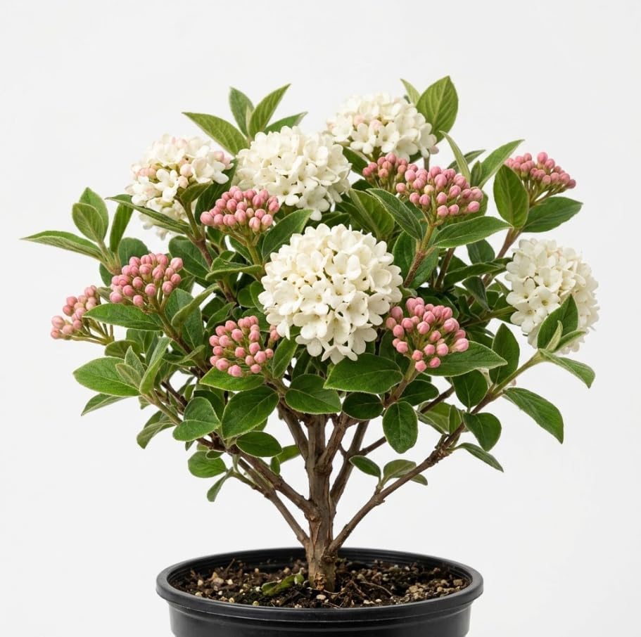 Judd Viburnum Live Plant 6-12 Inch Tall 2.5 Inch Pot, Fragrant Flowering Shrub, Pink Buds, White Snowball Viburnum Blooms, Hardy Landscape Bush by Unknown