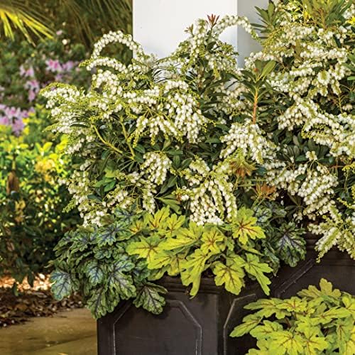 Mountain Snow Pieris (2 Gallon) Blooming Evergreen Shrub with White Flowers - Part Shade to Shade Live Outdoor Plant - Image 3