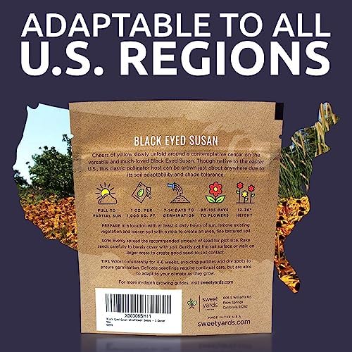 Black Eyed Susan Seeds – Extra Large Packet – Over 100,000 Open Pollinated Non-GMO Wildflower Seeds – Rudbeckia hirta - Image 7