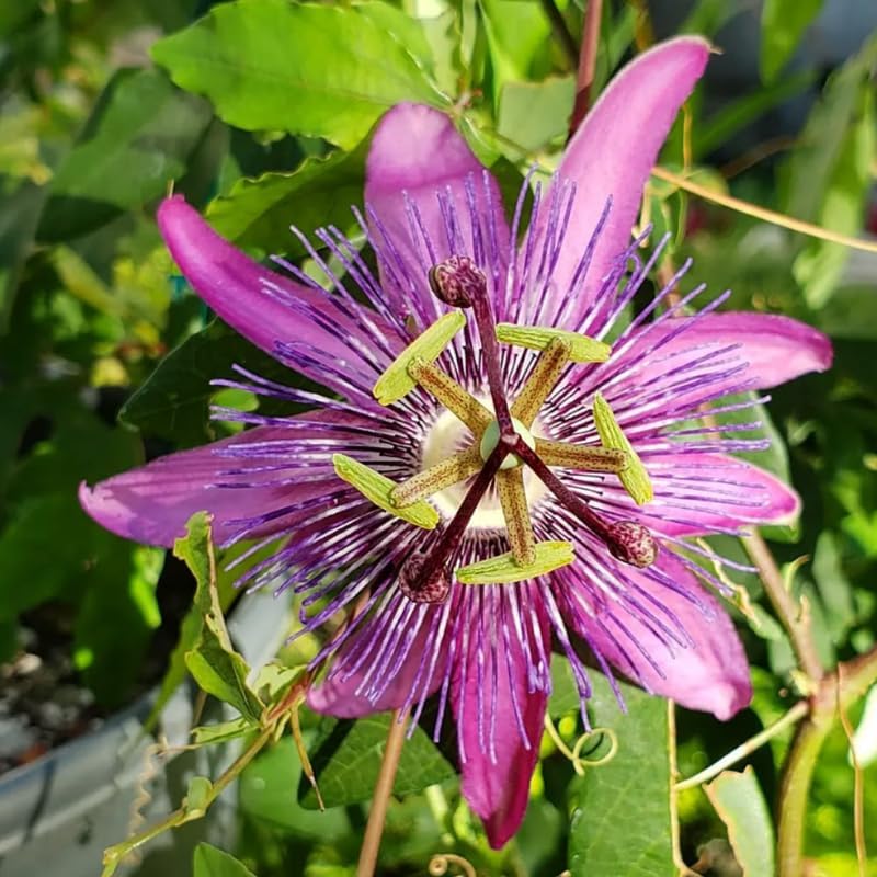 2 Lavender Passion Flower Live Plants, Passiflora Vine to Grow 5-7" Tall - Image 2