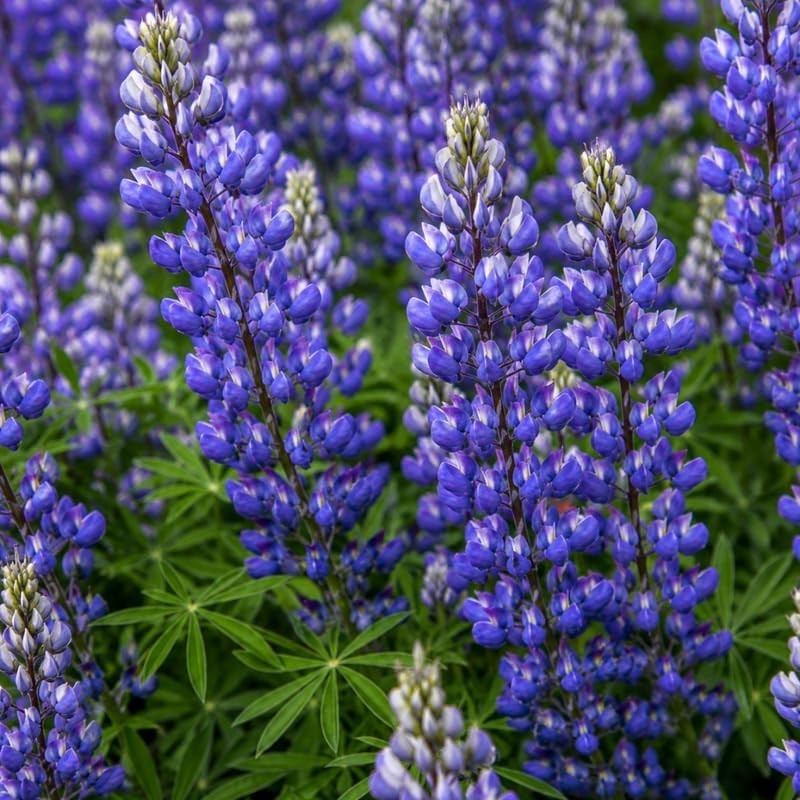 2 Wild Lupine Live Plant, 2-4" Tall in 3" Pot, Easy to Care, Grow Robust Blue Blooms for Butterflies Landscapes - Image 2