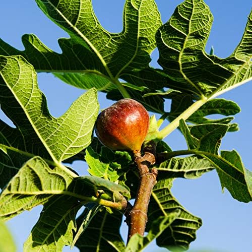 Perfect Plants Chicago Hardy Fig Tree, 3 Gallon, Live Plant - Image 5
