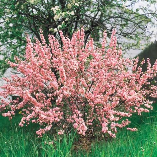 Flowering Almond Tree Plant Live, Ornamental Shrub, 8-12 Inch Tall - Image 6