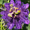2 Deep Purple Passion Flower Live Plants, Passiflora Vine to Grow 5-7" Tall by AVERAR