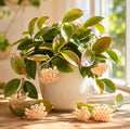 Hoya Sunrise Plant Live for Planting, Rare Succulents Plant, Climbing Hoya Vine for Indoor, Outdoor 4 to 6 Inch Tall, No Pot by Unknown