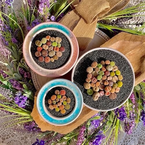 Lithops Succulent Plants Live – 0.6-0.8" 30 Pcs Rare Living Stones Mix, Succulents Bare Root Without Pot & Soil, Easy-Care Indoor Office Desk Decoration, Unique Plant Gifts for Succulent Lovers - Image 5