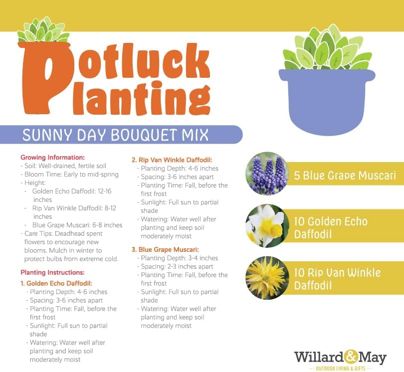 All-in-One Flower Garden Kit - 25 Flower Bulbs Per Box - Potluck Planting Sunny Day Bouquet Mix - Daffodil and Muscari Mix - Fragrant - Naturalizing - Live Outdoor Garden - Easy to Plant Flowers - Image 4