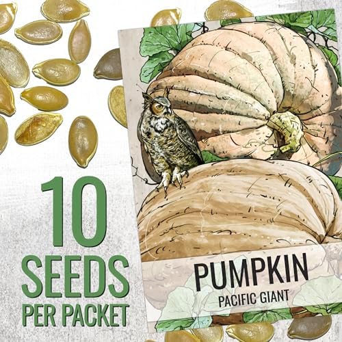 Seed Needs Pacific Giant Pumpkin Seeds to Plant Vegetables - 5 Packs - Image 3
