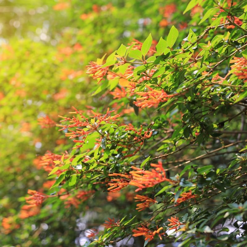 2 Firebush Plant Live - Image 2