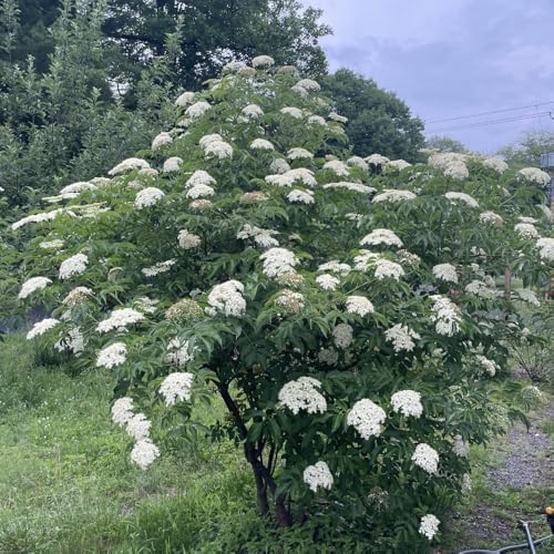 Black Elderberry Tree Live Plant, Berry Bush, 6-10 Inch Tall, Quart Pot - Image 6