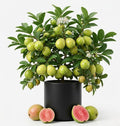 Pink Guava Live Plant 4 to 6 Inch Tall, Sweet Tropical Fruit Tree, Frangant White Flowers Plant for Outdoor Garden by Unknown