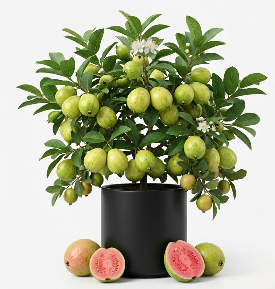 Pink Guava Live Plant 4 to 6 Inch Tall, Sweet Tropical Fruit Tree, Frangant White Flowers Plant for Outdoor Garden by Unknown