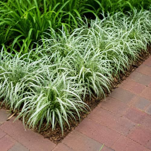 Silver Dragon Lilyturf Grass - 4" Pot - Image 4