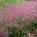 Outsidepride Pink Muhly Ornamental Grass Seeds - 50 Pcs, Perennial, Drought Tolerant, Low Maintenance, Ornamental Tall Grass Plants, Fast Growing for Landscaping, Outdoor Garden, Privacy Plants by Outsidepride