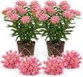 2 Pink Milkweed Live Plants, 3-6 Inch Tall by Unknown