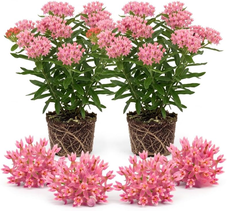 2 Pink Milkweed Live Plants, 3-6 Inch Tall by Unknown