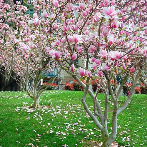 Alexandrina Japanese Magnolia, Pink Flowering Ornamental Tree, 12-18 inch, 1 gal. Nursery Pot, (Due to Agricultural Laws, we Cannot Ship to California, Arizona, Alaska, or Hawaii) - Image 3