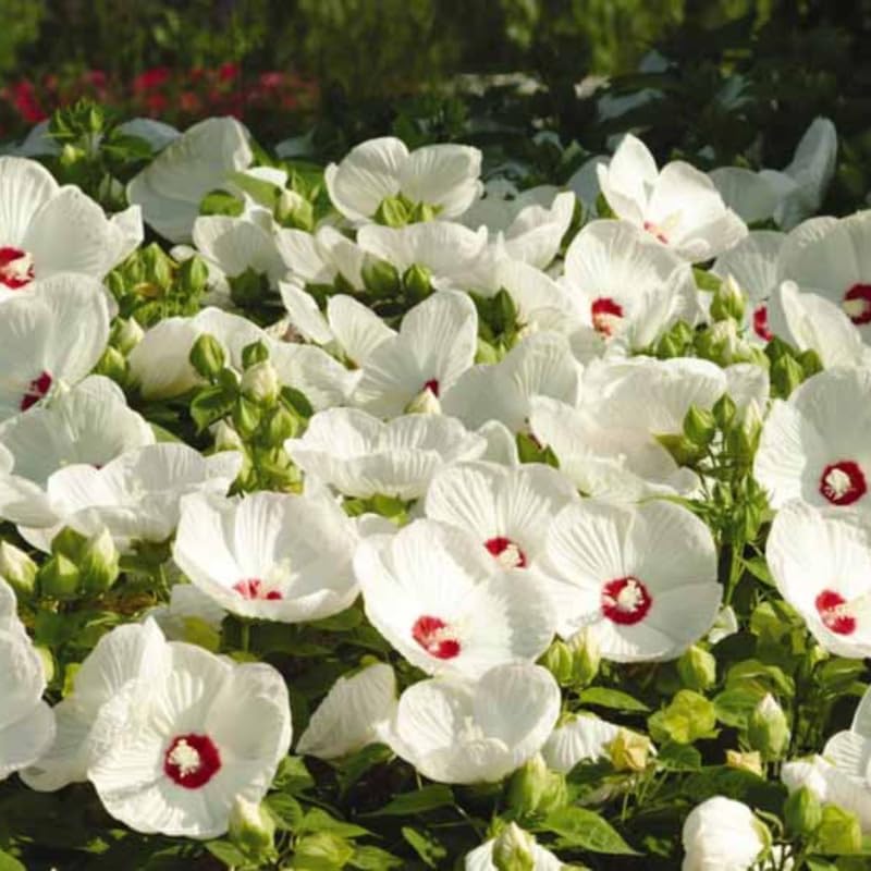 White Hibiscus Flower Live Plant, Large Bloom Shrub, 5-8'' Tall - Image 6