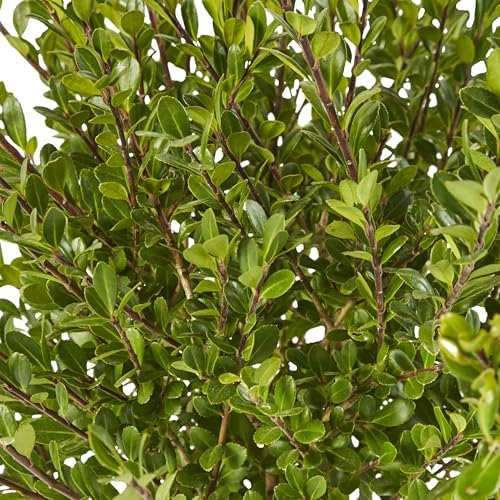 Holly 7 Gal. Steeds Japanese Holly (Ilex) Shrub - Image 2