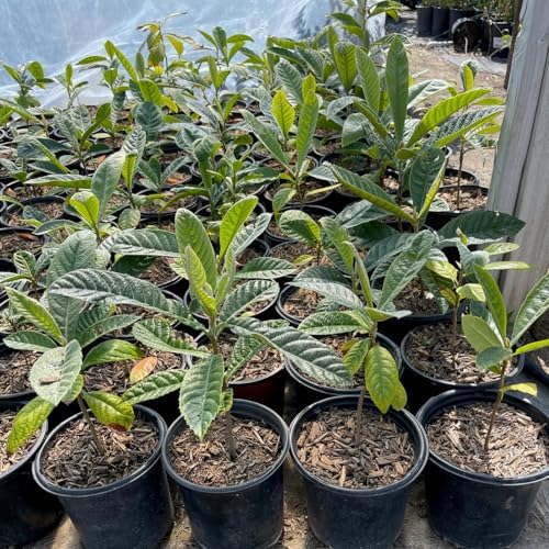 Golden Loquat Fruit Tree Live Plant, Garden Orchard Fruit Tree, 4 Inch Pot - Image 4