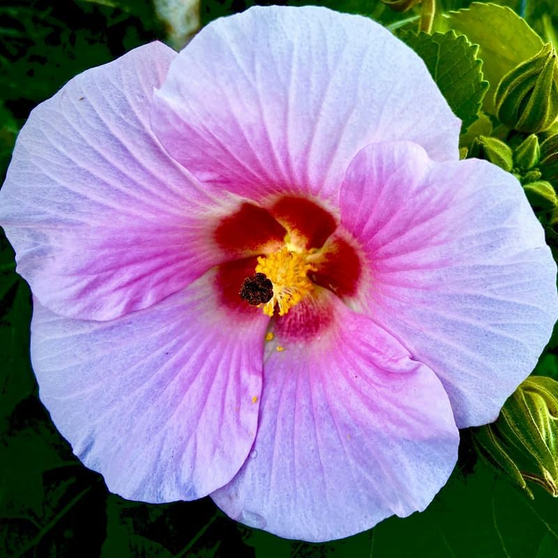 3 Pink Hardy Hibiscus Plants Live, Flowering Shrub, 4-7 Inch Tall - Image 5