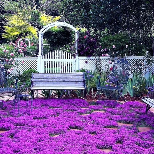 20000pcs Purple Creeping Thyme Seed for Planting Flowers Seeds Perennial Ground Cover Plants, Lawn Alternative, Fragrant, Drought-Tolerant - Image 4