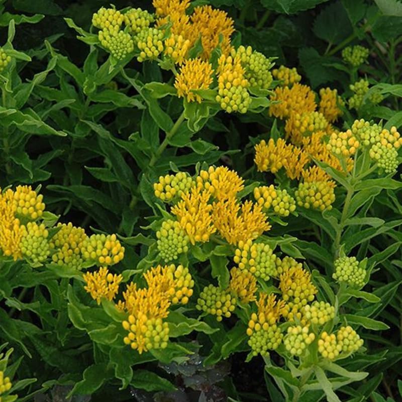 2 Yellow Milkweed Live Plants, Perennial Flower Plant, 4-8 Inch Tall - Image 3