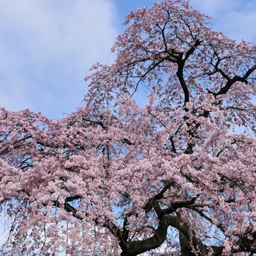 2 Weeping Cherry Tree Plant, 6-12 Inch Tall, Easy Care, Hardy Ornamental Flowering Cherry Tree, Ideal for Yard, Garden & Landscape - Image 3