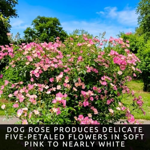 Dog Rose Bush Seeds for Planting | 100 Seeds | Pink Wild Rose Rosa Canina - Image 2