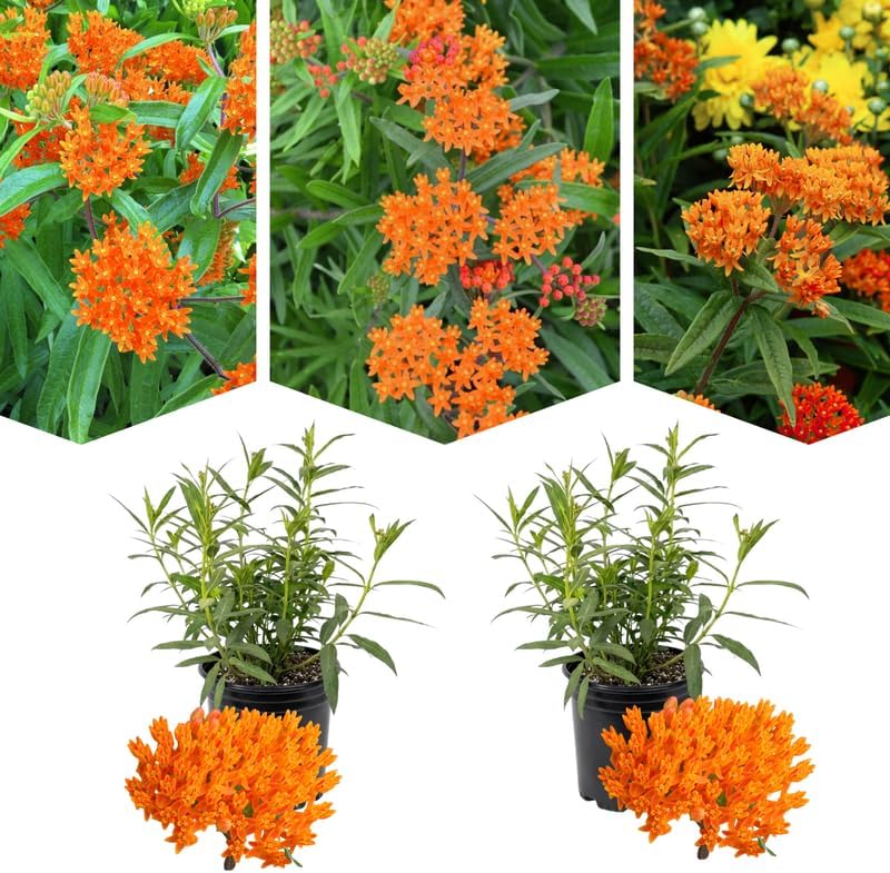 2 Orange Milkweed Live Plants, Asclepias Tuberosa Perennial, 4-8 Inch Tall - Image 4