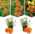 2 Size Orange Milkweed Plugs, 1-3 Inch Tall by PlantsSeedsBulbs