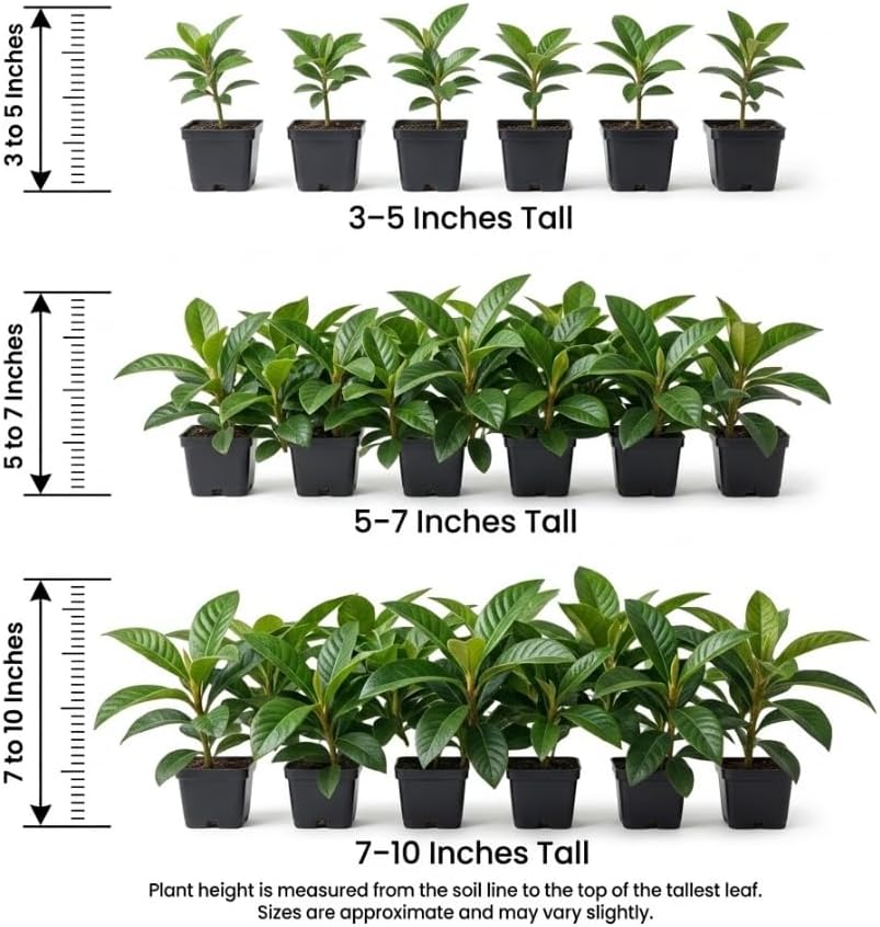 Set of 2 Yellow Loquat Tree Live Plants 3-5" Tall, Tropical Fruit Loquat Plant Sweet Loquats Trees, No Pot - Image 2