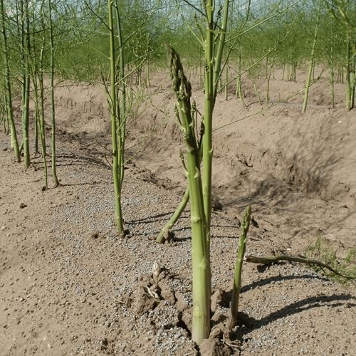 Jersey Knight Asparagus Roots - Hardy and High Yielding, 2yr Bare Root Asparagus Crowns from Hand Picked Nursery (5) - Image 4