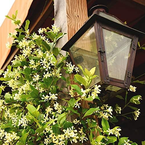 Perfect Plants Confederate Jasmine Live Plant, 1 Gallon, Star Vine - Image 4