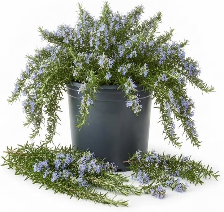 Creeping Rosemary Live Plant, Trailing Herb, 5 Gal Pot-Grown - Image 3