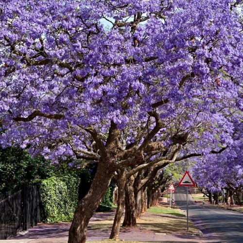 Jacaranda Tree Live Plant, 4-6 Inches Tall, - Image 3