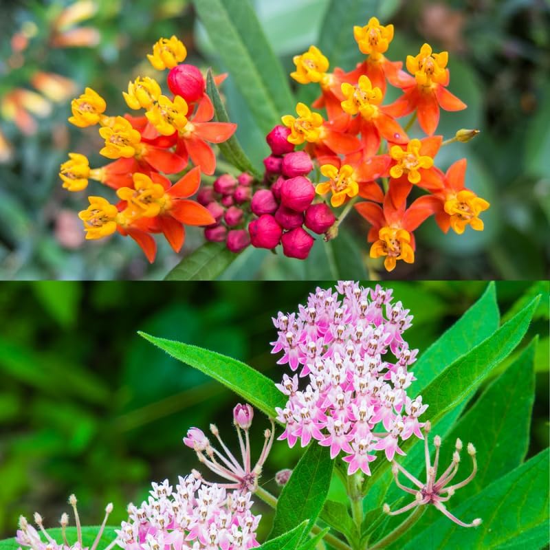 2 Mix Milkweed Plants, 5-8" Tall Butterfly Milkweed Plants - Image 4