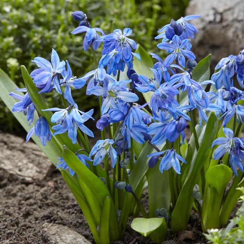 Siberian Squill or Scilla Flower Bulbs - 25 Bulbs per Pack - Pleasantly Scented - Deer Resistant - Naturalizing - Perennializing - Easy to Grow Live Plants - Outdoor Garden by HollandBulbFarms