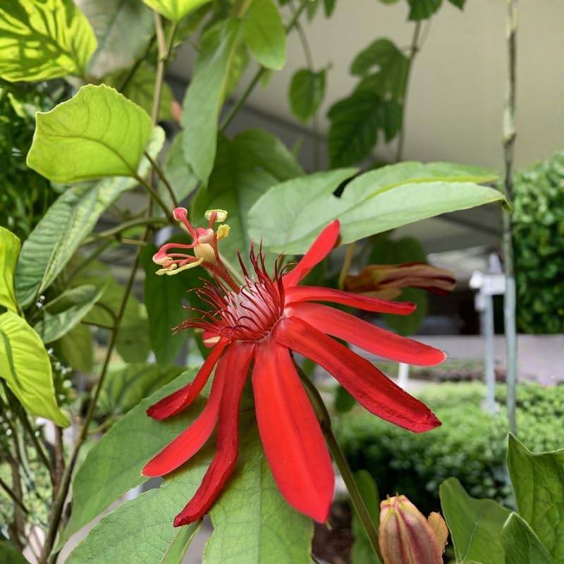 2 Red Passiflora Plants, Colorful Passion Flower Vines, 4-7'' Tall - Image 2