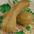Mountain Valley Seed Co Lungo de Napoli Winter Squash Seeds 4 g Non-GMO by MountainValleySeedCompany