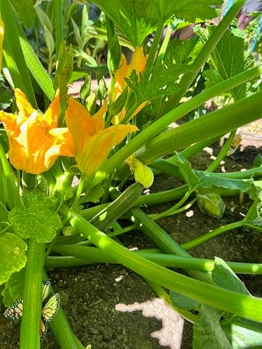 Organic Black Beauty Zucchini Seeds for Planting: 20 Count - Image 4