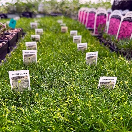 Sagina subulata, Irish Moss, Pearlwort, ground cover, Cnt Sz: 4pk - Image 5