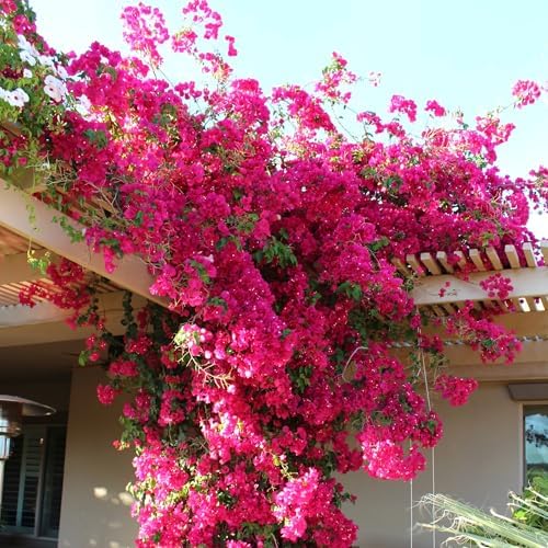 100+ Mix Color Bougainvillea Seeds for Planting Perennial Ornamental Low Maintenance Fast-Growing Drought Tolerant Garden Outdoor - Image 2
